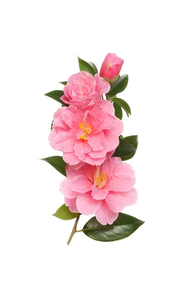 Camellia flowers foliage — Stock Photo, Image