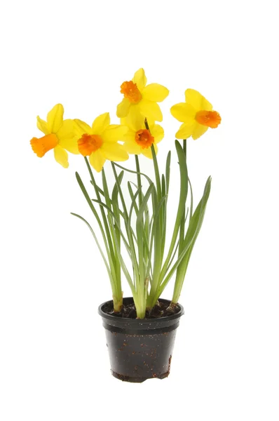 Flowering daffodil plant — Stock Photo, Image