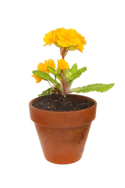 Planta Primula com flores de laranja — Fotografia de Stock