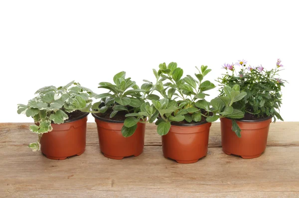 Bedding plants  in pots — Stock Photo, Image