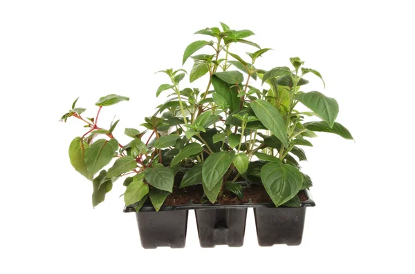 Fuscia plants in  plastic tray — Stock Photo, Image