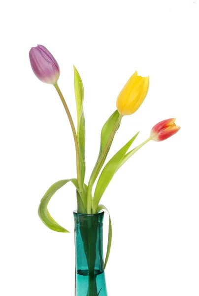 Purple, yellow and red tulips — Stock Photo, Image