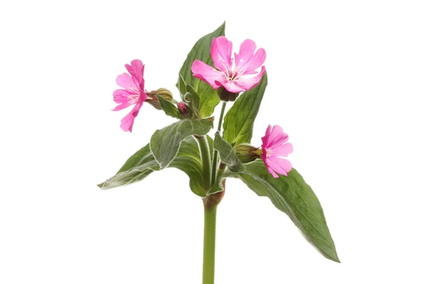 Roter Campion — Stockfoto