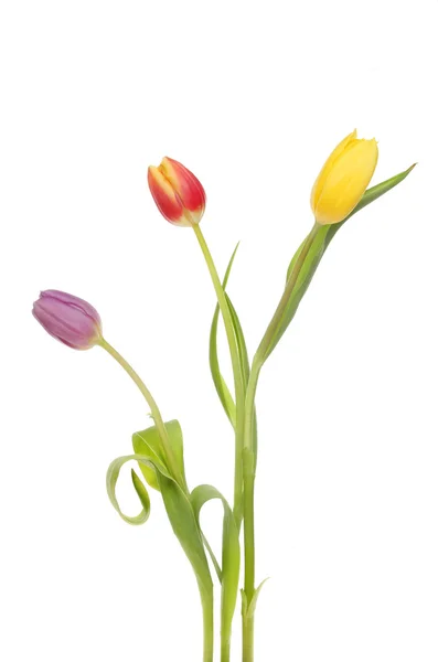 Три тюльпана — стоковое фото