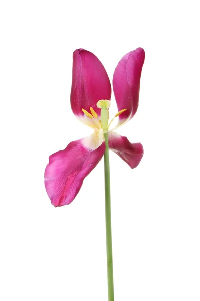 Offene Tulpe — Stockfoto