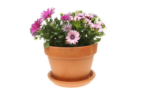 Osteospermum — Stock Photo, Image