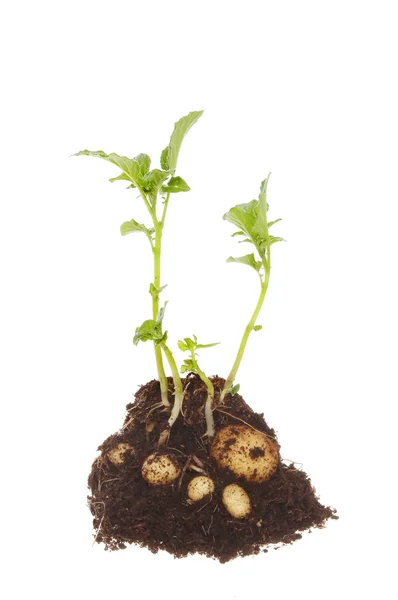 Planta de batata — Fotografia de Stock