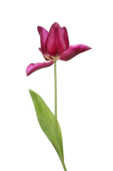 Фіолетовий tulip — стокове фото