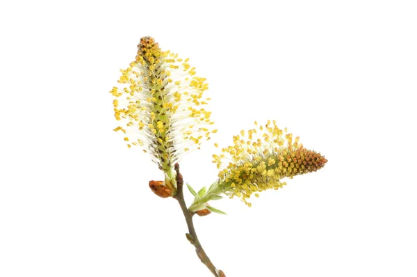 Pussy willow — Stock Photo, Image