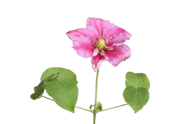 Clematis fiore rosa — Foto Stock