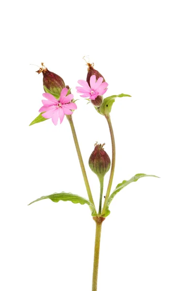 Röd campion blommor — Stockfoto