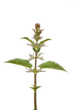 Çiçekli ısırgan otu