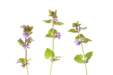 Zemin Ivy kır çiçekleri