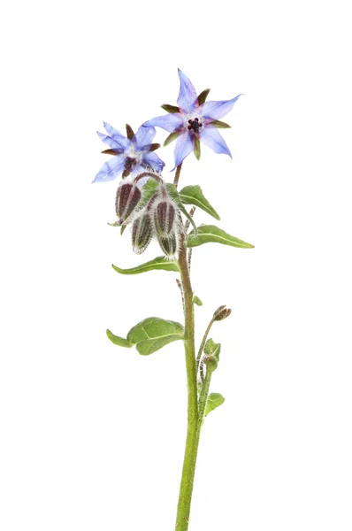 ルリヂサまたは starflower, の葉を持つ — ストック写真