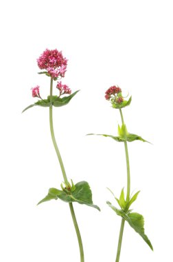 Kırmızı Valerian çiçekler