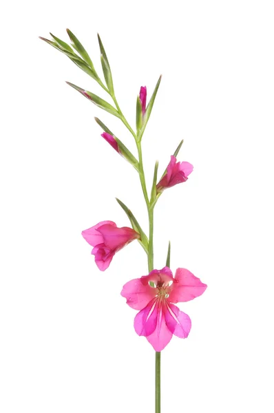 Gladioli — Stock Photo, Image