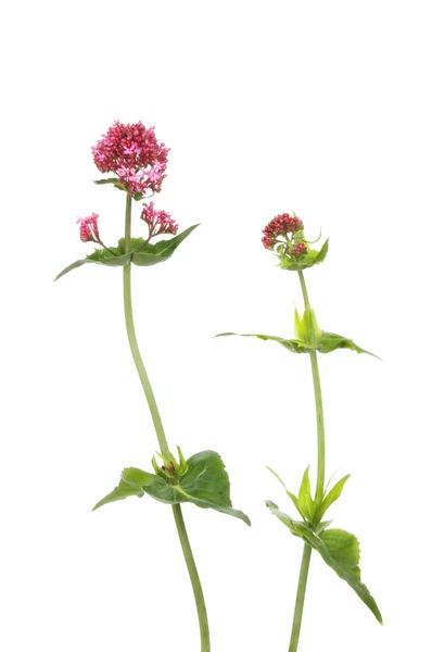 Red Valerian flowers — Stock Photo, Image