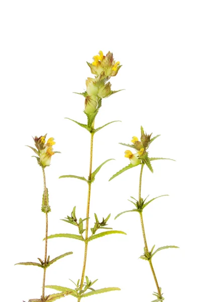 Yellow rattle plants — Stock Photo, Image