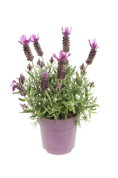 Lavendel — Stockfoto