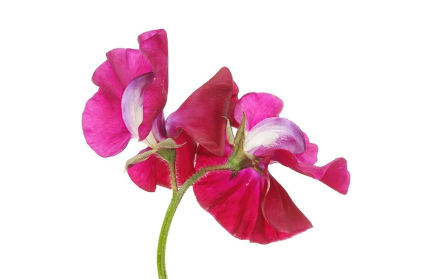 Sweet pea — Stock Photo, Image