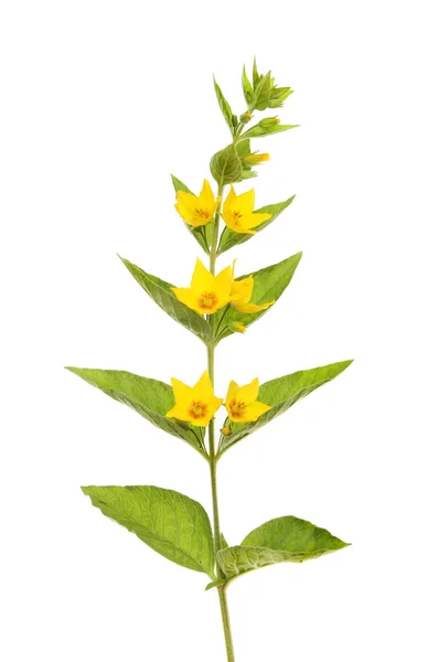 Yellow loosestrife — Stock Photo, Image