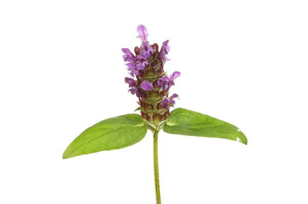 Self heal — Stock Photo, Image