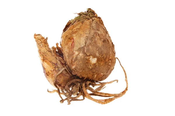 Amaryllis bulb — Stock Photo, Image