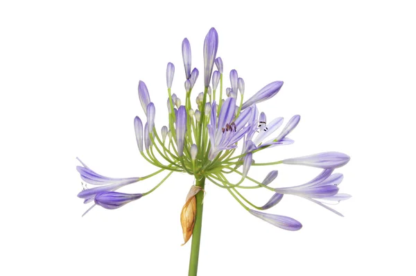 Agapanthus — стокове фото