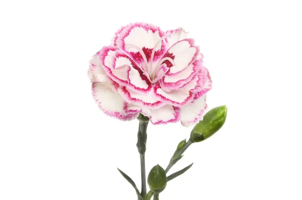 Flor de clavel — Foto de Stock