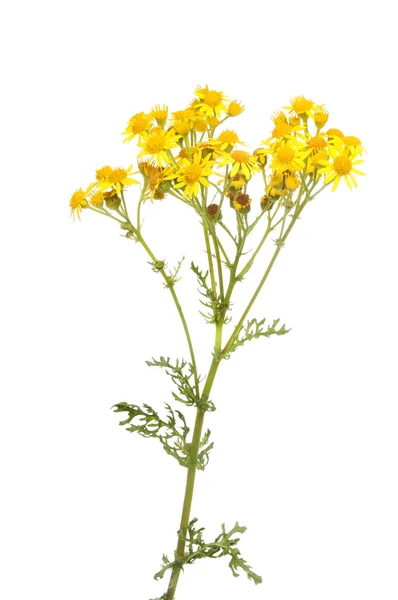 Ragwort. — Foto de Stock