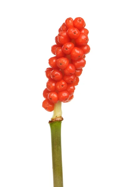 Arum maculatum Beeren — Stockfoto