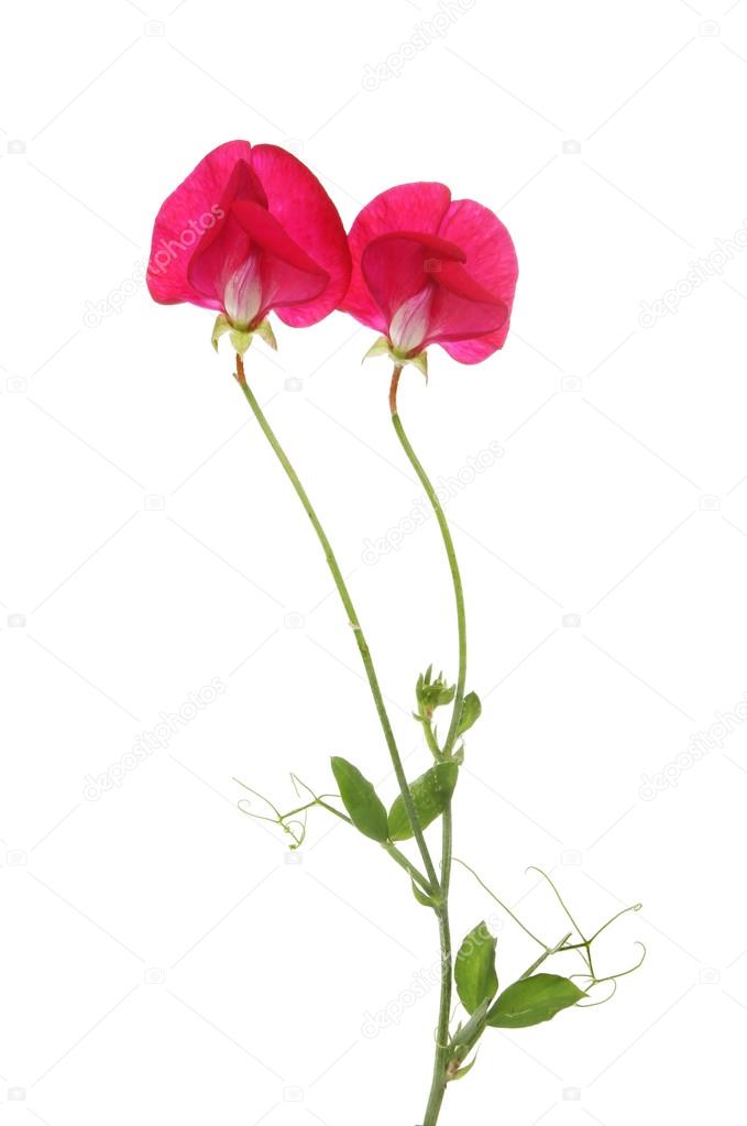 Sweet Pea Plant Stock Photo C Griffin024