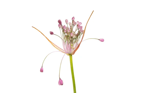 Allium Pulchellum — Stock Photo, Image