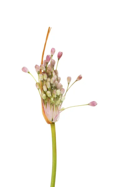 Allium — Stok fotoğraf