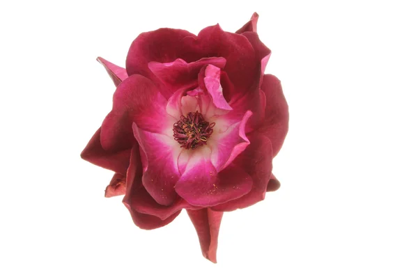 Flor de rosa — Foto de Stock