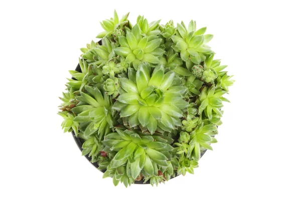 Sempervivum — Fotografia de Stock