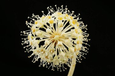  Fatsia japonica çiçeklerinin kapanışı siyahlara karşı izole