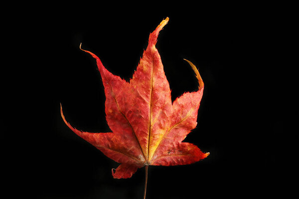 Autumnal colours in an acer leaf isolated against black