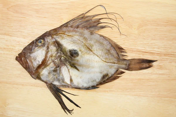 John dory — Stock Photo, Image