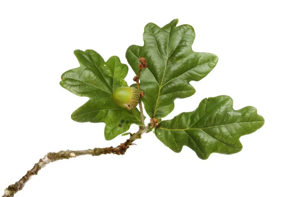 Oak leaves and acorn — Stock Photo, Image