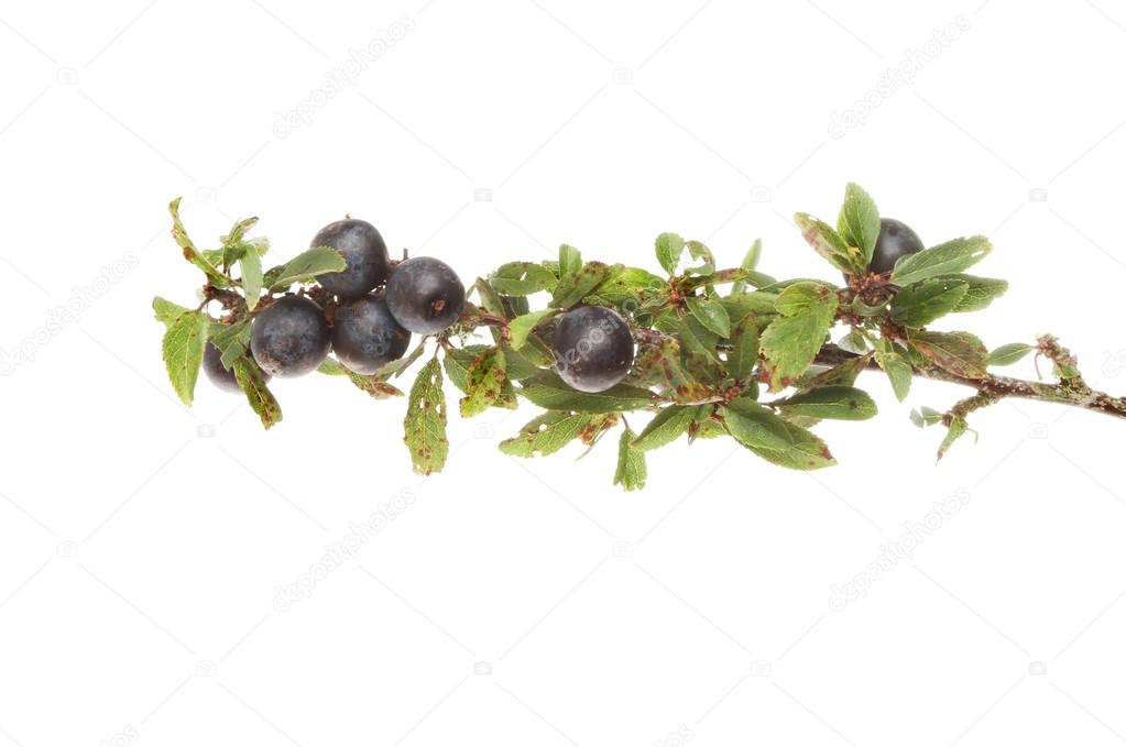 Sloe berries and leaves