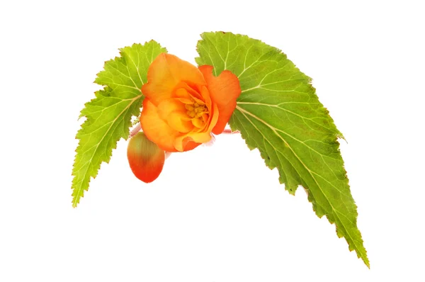 Begonia fiore e foglia — Foto Stock