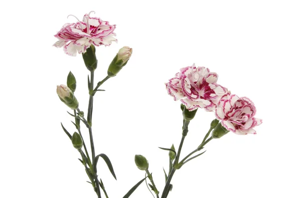 Carnation flowers isolated — Stock Photo, Image