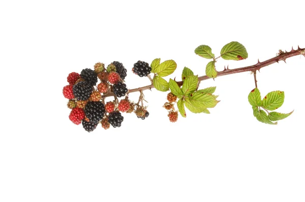 Brombeerblätter und Früchte — Stockfoto