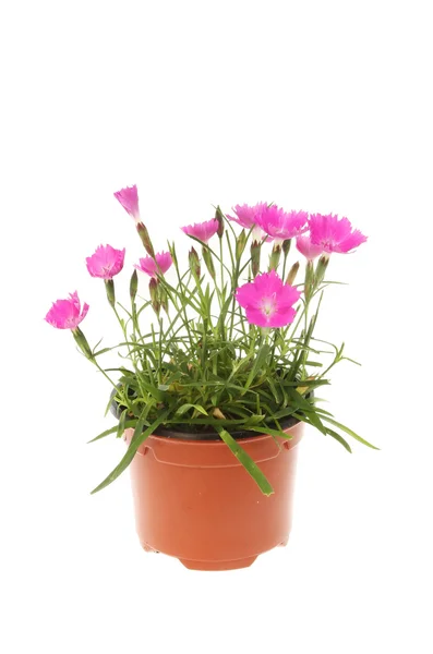 Dianthus bitki tencerede — Stok fotoğraf