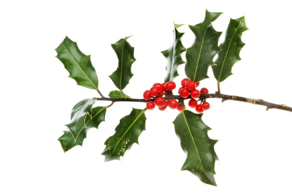 Holly with berries — Stock Photo, Image