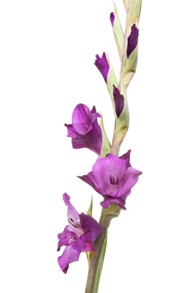 Gladioli 꽃 절연 — 스톡 사진
