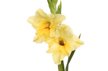 Kılıç çiçeği çiçek sarı