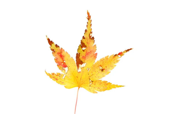 Feuille d'Acer d'automne — Photo