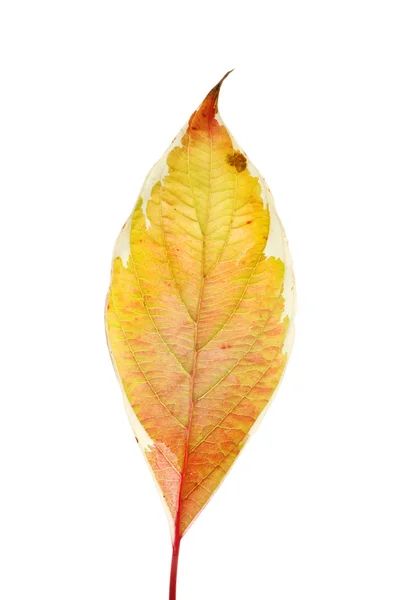 Dereń jesienny liść — Zdjęcie stockowe